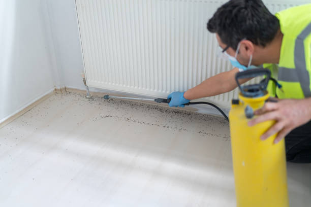Best Wasp Removal Services  in Westmorland, CA