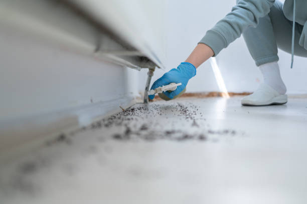 Best Rodent Control Near Me  in Westmorland, CA